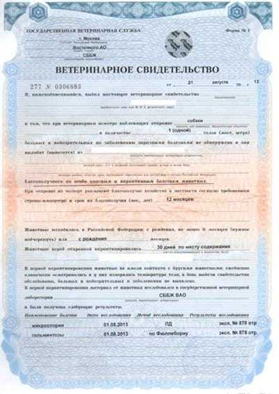 Какие документы нужны для выезда за границу: правила оформления и перечень бумаг для поездки за рубеж